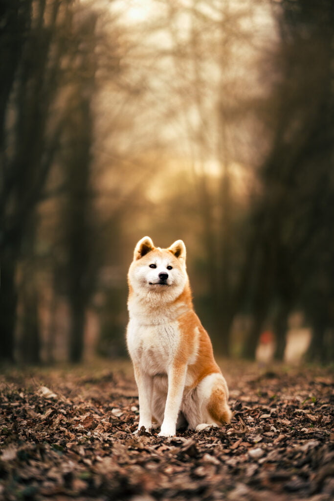 Photographe chien chambéry Chien assis au milieu d'une forêt Photographie artistique de chien