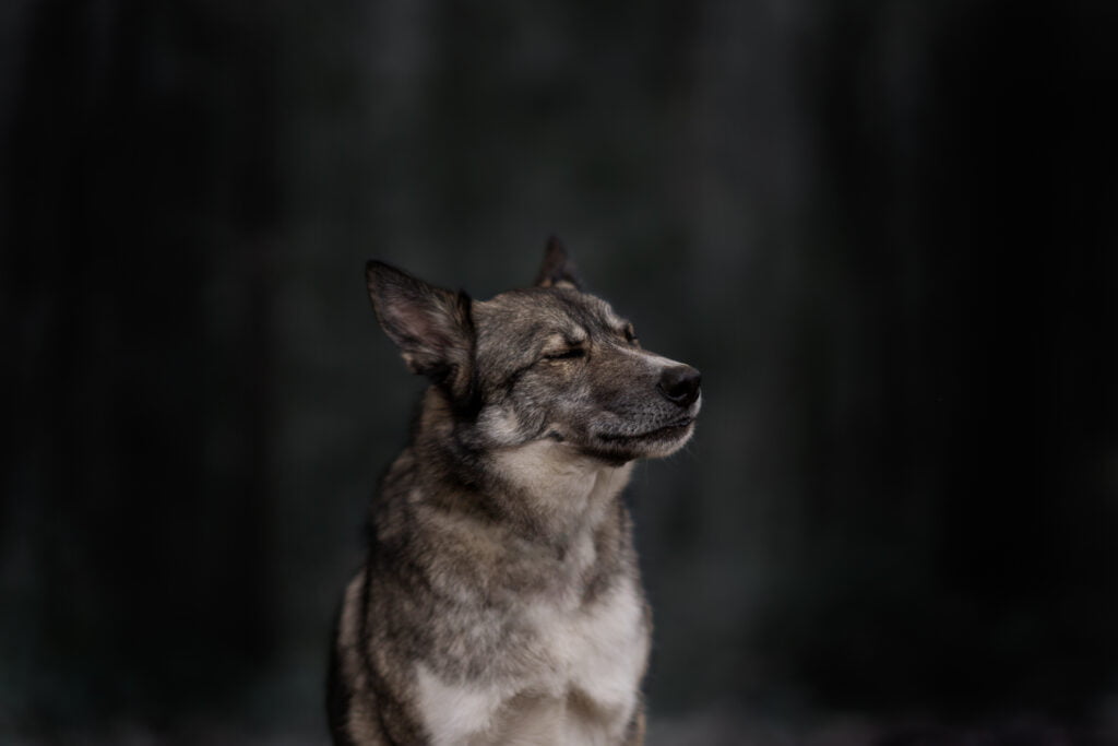 Photographe chien chambéry Chien les yeux fermé, qui semble dans ses pensées