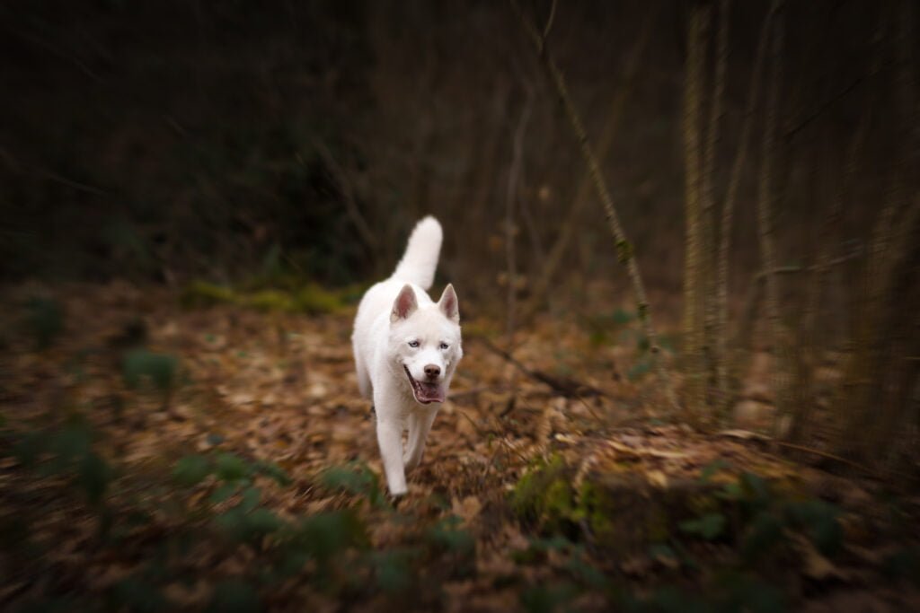 Photographe chien chambéry Chien qui court vers l'objectif