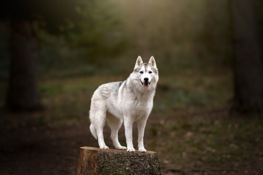 Photographe chien chambéry Husky sur une souche d'arbre Photographie artistique de chien