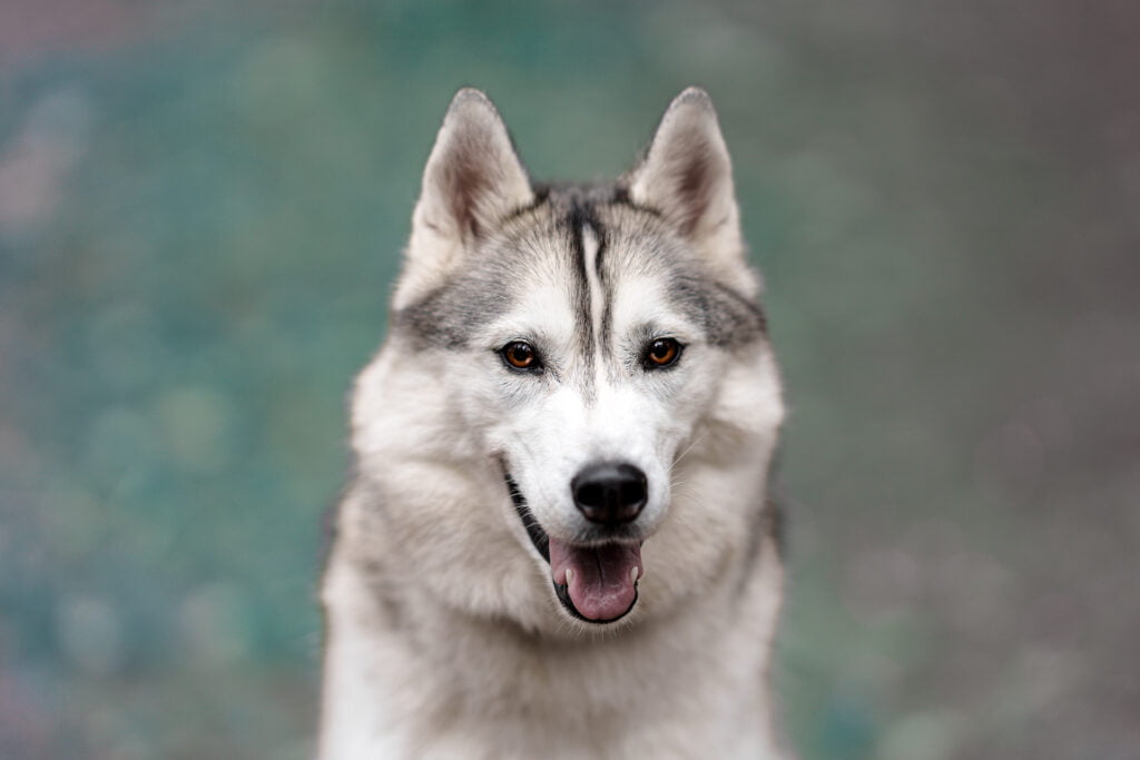 Photographe chien chambéry Portait serré d'un Husky Photographie artistique de chien