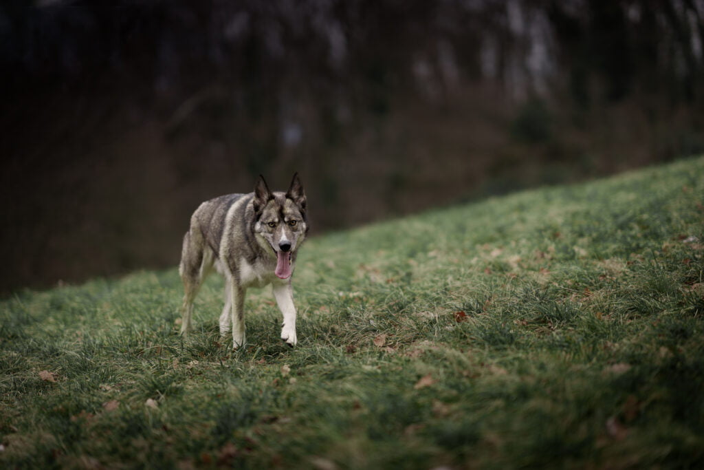 Photographe chien chambéry Chien type Husky qui marche dans un champs Photographie artistique de chien